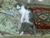 Фотография Мареичева Антона