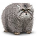 Свин ^_^ фотография #23 (источник - https://vk.com/id60082165)