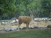 Таня Палагіцька фотография #13 (источник - https://vk.com/id84043486)