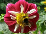 Фотография Пасечника Евгения