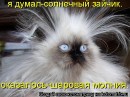 Иришка Венцова фотография #26 (источник - https://vk.com/id4664078)