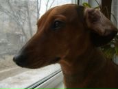 Фотография Левого Максима