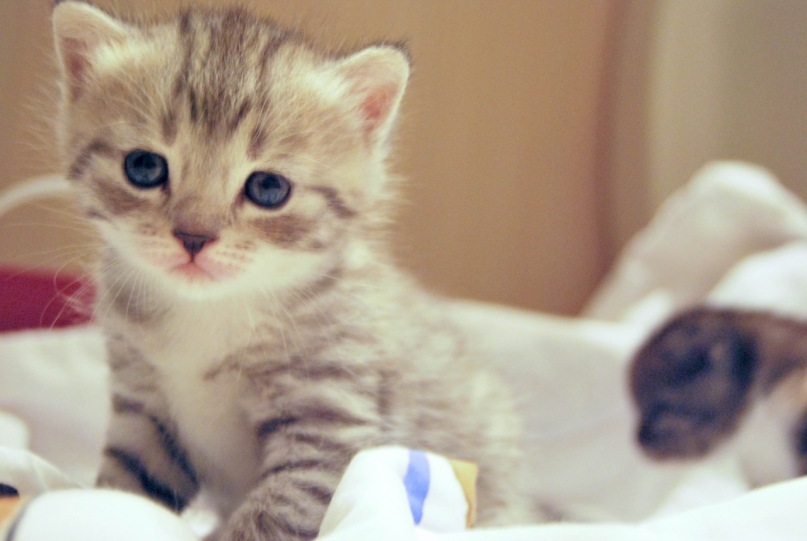 Anya Data фотография #39