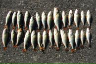 Славік Кухарський фотография #38 (источник - https://vk.com/id83026840)