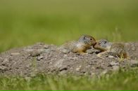 Фотография Нимирской Светланы