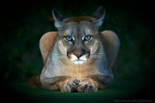 №17, Julia Severina №17, Julia Severina