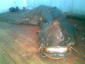 Сергій Бортник фотография #1