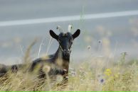 Виталий Маланин фотография #25 (источник - https://vk.com/id698311)