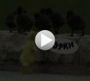 Діма Боднар фотография #42 (источник - https://vk.com/id55909307)