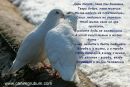 Камалія Мукамел фотография #47 (источник - https://vk.com/id64560696)