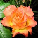 Оля Ніколайчук фотография #8 (источник - https://vk.com/id131667972)