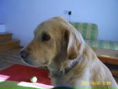 Mehmet Bitik фотография #15 (источник - https://vk.com/id2276688)