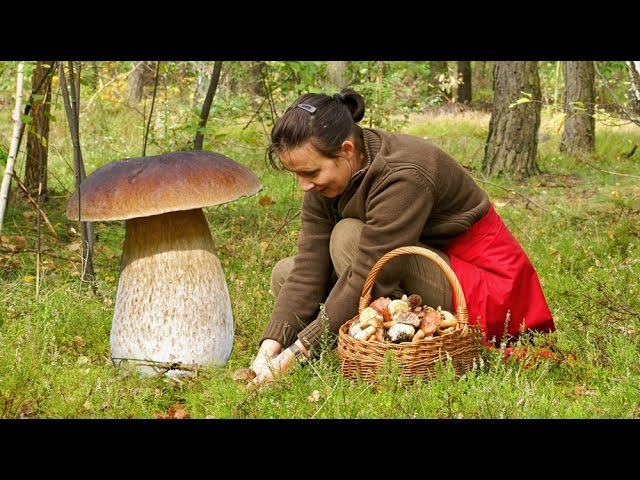Мачеха с голым задом собирает грибы фото Мачеха с голым задом собирает грибы фото