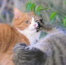 Сергій Гук фотография #49 (источник - https://vk.com/id74745766)