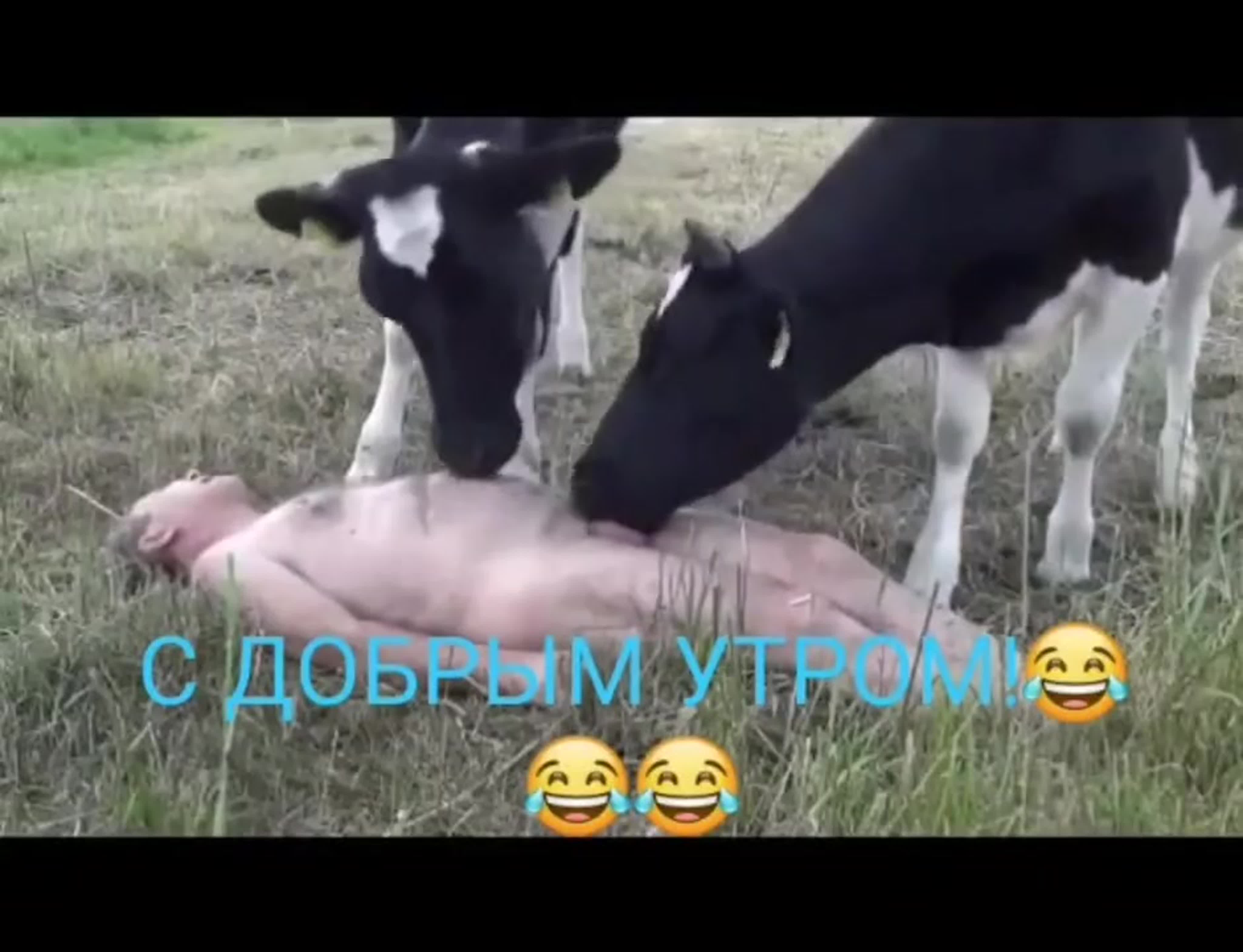 Теленок Мужик Секс Сосет