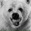 Фотография Света-иванова Владимира