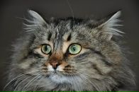 Фотография Ивановой Галины