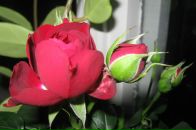 Фотография Плотниковой Ирины