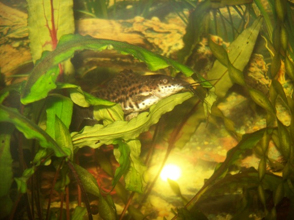 Dodo Dodo фото №1