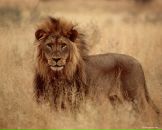 Фотография Афризонова Наталья