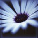 Фотография Коршевнюк Оксаны