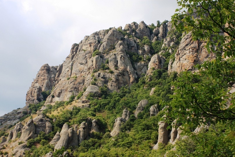 Phasma Morulus фотография #42