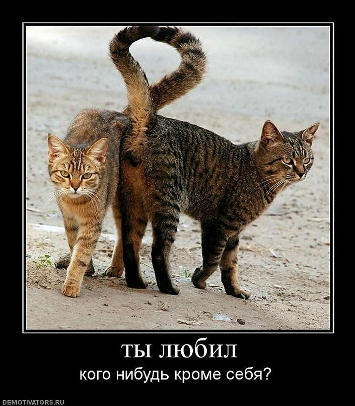 Стас Тимофеев фотография #33