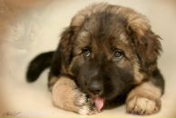 Марія Готиш фотография #23 (источник - https://vk.com/id96567324)