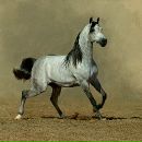 Фотография Криллова Марка