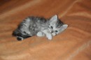 Кот Салтыков фотография #14 (источник - https://vk.com/id82408447)