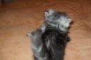Кот Салтыков фотография #26 (источник - https://vk.com/id82408447)