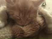 Фотография Ревякин Дмитрий