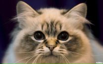 Фотография Цуя Игоря