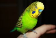 Фотография Самкова Дениса