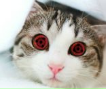 Uriel Papillon фотография #14 (источник - https://vk.com/id2909966)