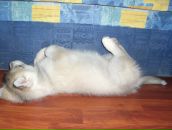 Евгения Дарий фотография #19 (источник - https://vk.com/id2201000)