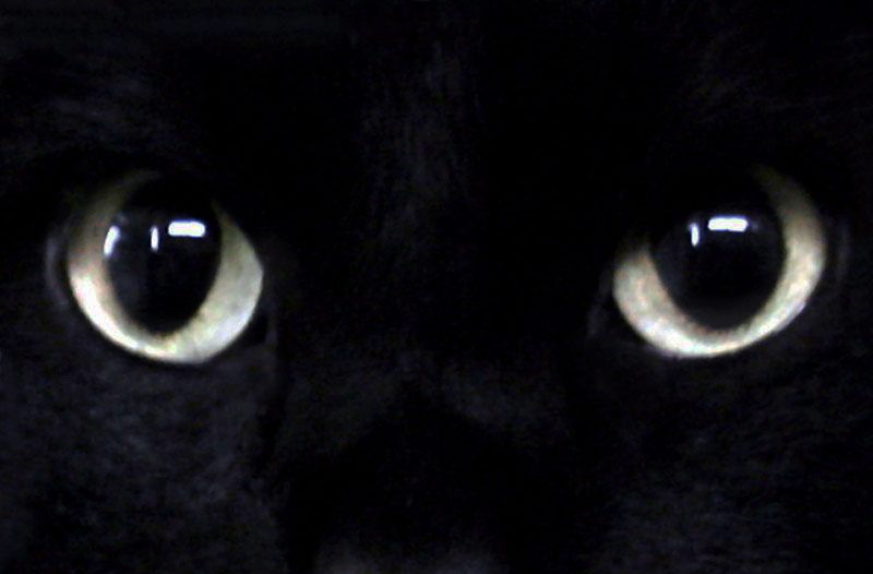 Елена Петрова фотография #31