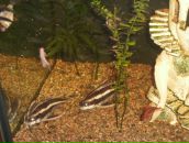 Фотография Шатуновой Олеси