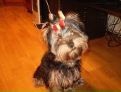 Фотография Аревой Анны